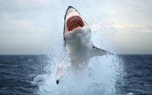 Top 10 Most Resilient Animals - Sharks