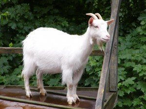 Top 10 Unusual Pets - Goats