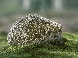 Top 10 Unusual Pets - Hedgehog