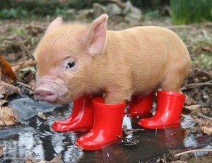 Top 10 Unusual Pets - Micro Pig