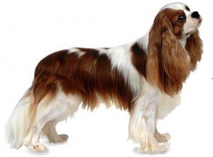 Top 10 Dog Breeds - King Charles Spaniel