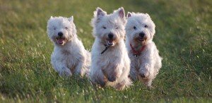 Top 10 Dog Breeds - Westies