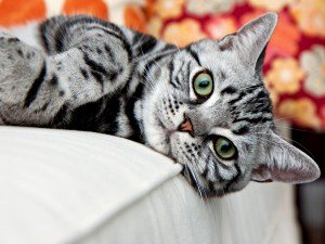 Top 10 Cat Breeds - American Shorthair