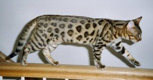 Top 10 Cat Breeds - Bengal