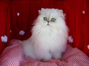 Top 10 Cat Breeds - Persian