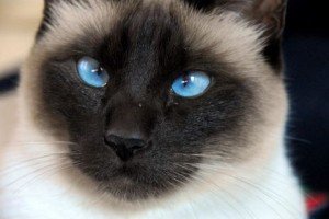 Top 10 Cat Breeds - Siamese Cat