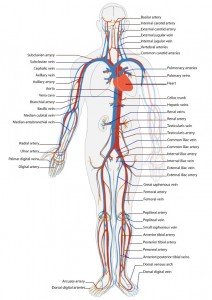 Top 10 Medical Breakthroughs - Circulatory System