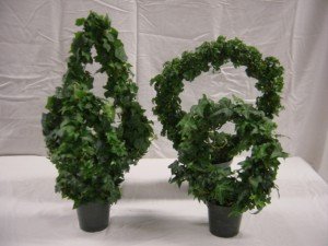 Top 10 Plants To Grow - Angel Ivy Ring Topiary