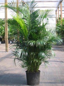 Top 10 Plants To Grow - Areca Palm