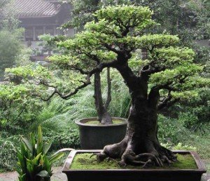 Top 10 Plants To Grow - Bonsai Tree