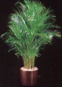 Top 10 Plants To Grow - Chamaedorea Palm